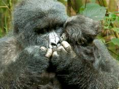 Silberrücken Gorilla in Ruanda