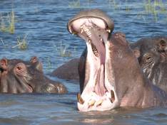 Hippo im Chobe Fluß
