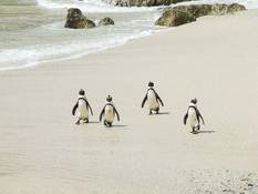 Pinguine in Simons Town.