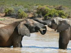 Elefantenbad im Addo Nationalpark Elefantenbad im Addo Nationalpark