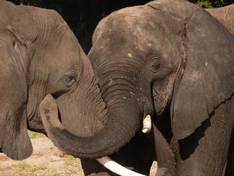 Elefanten im Addo National Park