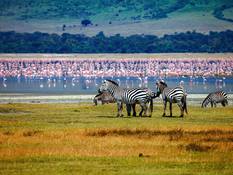 Flamingos und Zebras im Ngorongoro Krater