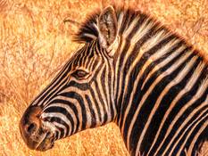 Zebra im Busch