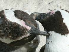 Pinguine an der False Bay