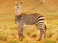 Zebra im Karoo National Park